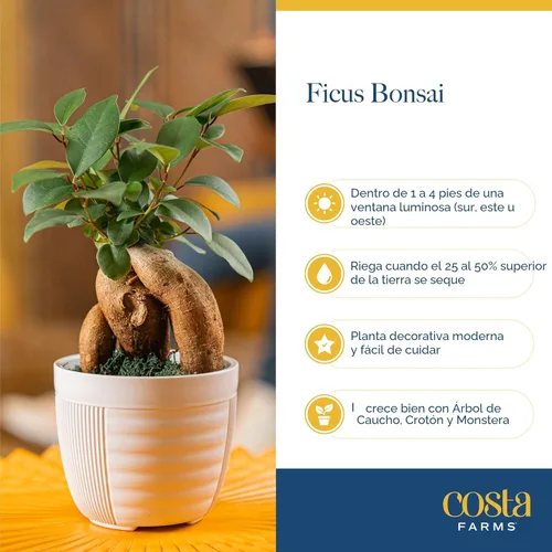 Miniatura 5 de Costa Farms - Árbol Bonsái en Miniatura, Planta Viva en Maceta Decorativa, Planta de Interior, Perfecta para Decoración del Hogar, Habitación u
