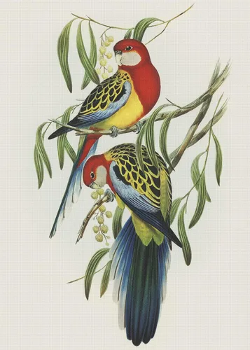 Miniatura 6 de Canguros australianos John Gould Counted Patrón de punto de cruz
