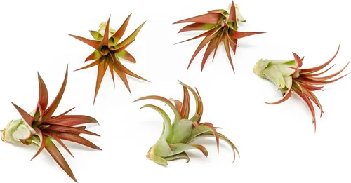 Paquete de 5 plantas de aire Red Abdita Tillandsia – Paquete variado de plantas de aire medianas – Plantas suculentas vivas – Soporte para el hogar