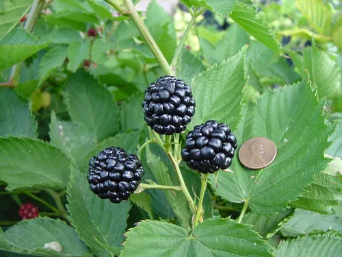 Miniatura 3 de BlackBerry Plants Freedom-Ark (4 unidades) Plantas vivas en venta Plantas fáciles de cultivar Planta frutal comestible para una vida sostenible