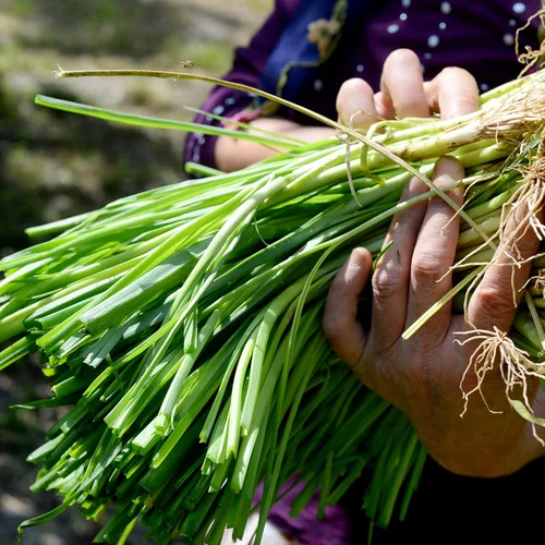 Miniatura 9 de Semillas de cebolla orgánicas (brotes de hoja perenne) – Aproximadamente 200 semillas – USDA orgánico, sin OMG, polinizado abierto, reliquia, origen