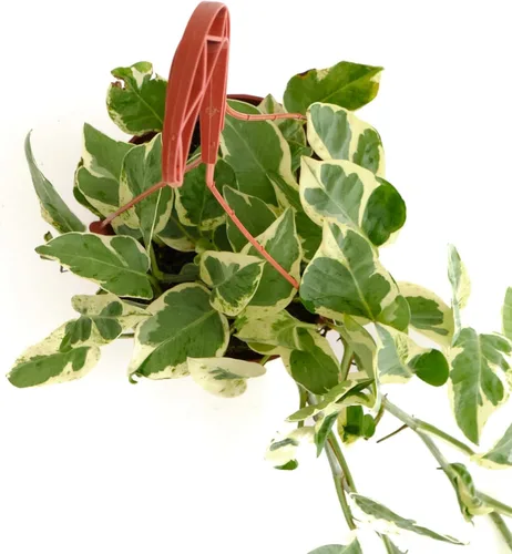 Miniatura 2 de Shop Succulents Pothos N Joy, planta viva de interior, planta de interior de bajo mantenimiento con elegantes hojas verdes y blancas variegadas, N