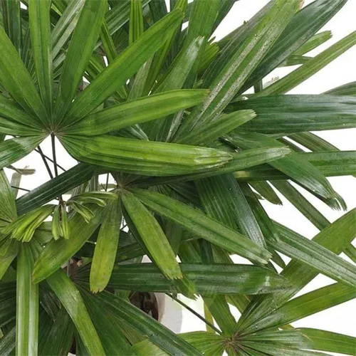 Miniatura 3 de American Plant Exchange Lady Palm - Maceta de 10 pulgadas - Planta de interior viva de fácil cuidado, purificadora de aire, palma tropical de poca