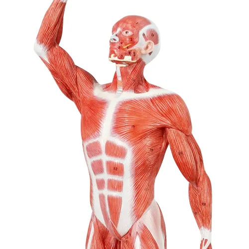 Miniatura 2 de EVOTECH SCIENTIFIC Modelo de músculo humano - Modelo de sistema muscular en miniatura de 20 pulgadas, figura muscular humana, modelo de anatomía