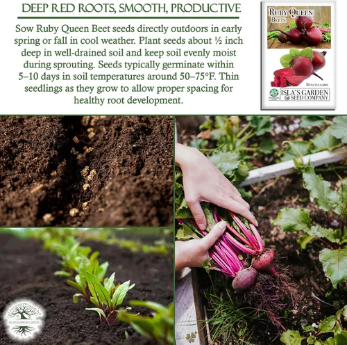 Miniatura 5 de Semillas de remolacha roja "Ruby Queen" para plantar, más de 100 semillas tradicionales por paquete, semillas de jardín de Isla