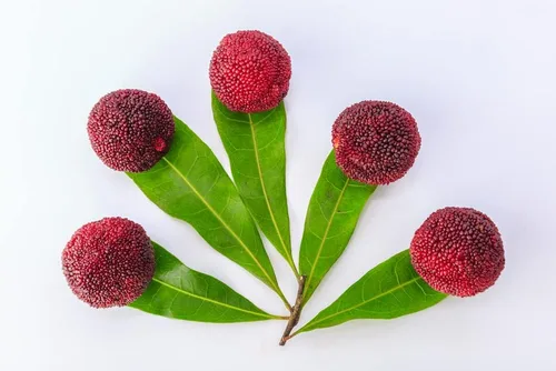 Miniatura 2 de Semillas de árbol de Yumberry para plantar (10 semillas) - Árbol Yang-mei, Myrica rubra, Bayberry exótico
