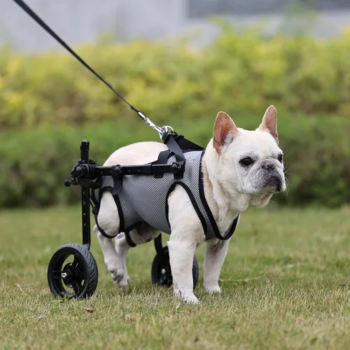 Miniatura 8 de Silla de ruedas para perros pequeños para patas traseras, carrito ligero para perros, gatos y mascotas, con patas traseras discapacitadas, carrito