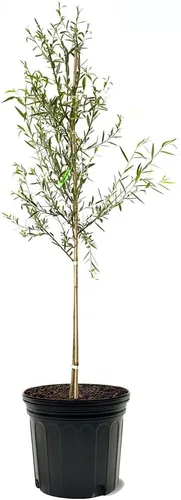 Miniatura 6 de Sauce llorón, caducifolio, de crecimiento rápido, árbol de sombra, 2-3 pies de altura del árbol, maceta de vivero de 1 galón