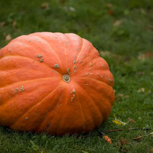 Miniatura 4 de Brownie Brand - Semillas de calabaza gigante del Atlántico - Semillas tradicionales sin OMG para cultivar calabazas masivas de hasta 1,000 libras