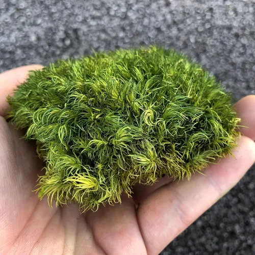 Miniatura 4 de Cojín de Musgo Polar Preservado en Forma de Bollo, Verde Natural Decorativo Real Natural, Kit de Bricolaje para Terrarios, Arte de Jardín