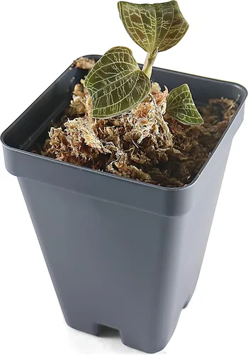 Miniatura 3 de Macodes Petola (Joya Orquídea), iluminación densa Patten (vetas doradas), maceta