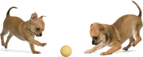 Miniatura 5 de Snug Pelotas de goma para perros pequeños y medianos, tamaño de pelota de tenis, prácticamente indestructibles (paquete de 3, calientes)