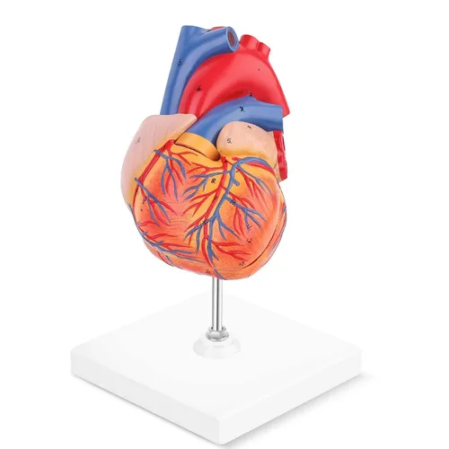 Miniatura 4 de SKUMOD Modelo de corazón humano 1:1, tamaño real de 2 partes de corazón numerado preciso que muestra 48 estructuras internas anatómicas
