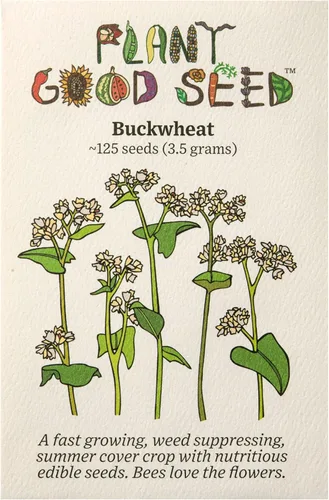 Plant Good Seed Semillas orgánicas de trigo sarraceno, paquete de 125, semillas tradicionales para plantar verduras, granos, brotes, suministros de