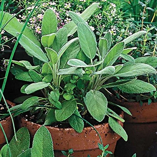 Miniatura 5 de Park Seed Semillas de plantas de hierbas de salvia, fáciles de cultivar, variedad de colores, jardín de primavera, ruso de acero azul, paquete de 10