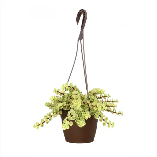 Miniatura 9 de Plantas para Mascotas - Suculentas de Orejas de Elefante Trepadoras, Plantas Colgantes Vivas, Plantas Suculentas para el Hogar, Maceta Colgante