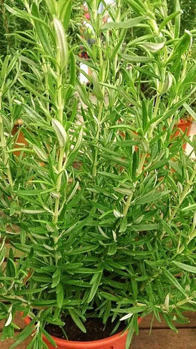 Miniatura 3 de TomorrowSeeds - Semillas de romero - Más de 200 unidades - para plantar 2025 Blue Toscana Perenne Hierbas Jardín Mediterránea Rosmarino Romero