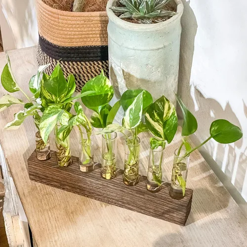 Miniatura 8 de KAXYEW Estación de Propagación de Plantas de Escritorio de Vidrio con Tubo de Ensayo, Terrario de Plantas en Soporte de Madera para Plantas Marrón