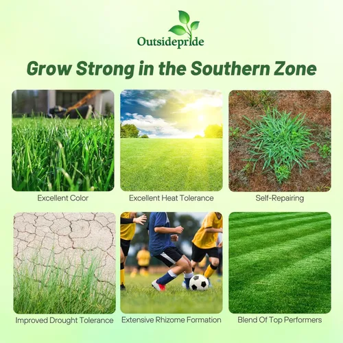 Outsidepride Combat Extreme Southern Zone - Semillas de césped para césped, 25 libras. Mezcla tolerante al calor y la sequía SPF 30 de festuca tipo