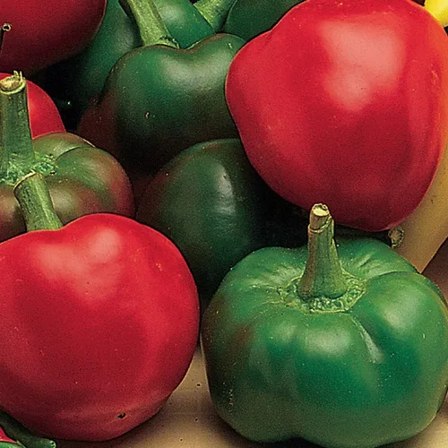Miniatura 7 de Burpee Semillas de Pimiento Picante Griego Orgánico Pepperoncini 300 No-GMO para Plantar Jardín Casero Pimientos Amarillo Claro Ligeramente