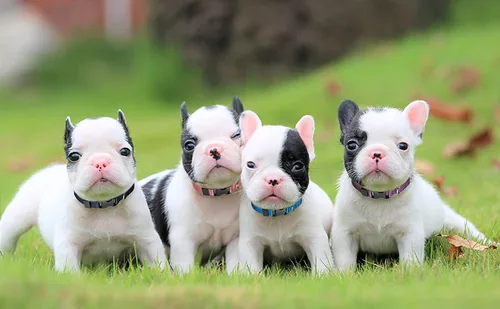 Miniatura 8 de Collar de identificación para cachorros, collares ajustables de identificación para perros recién nacidos, de nailon súper suave, collares