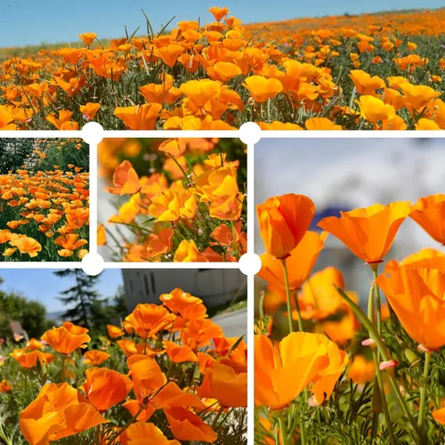 Miniatura 2 de Semillas de amapola naranja de California para plantar, paquete a granel de 0.35 onzas, más de 10,000 semillas nativas, flor del estado de California