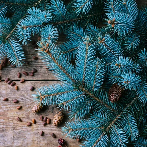 Semillas de abeto azul para plantar | 50 semillas | Abeto azul de Colorado, Picea pungens glauca | Árboles atractivos para privacidad o paisajismo |