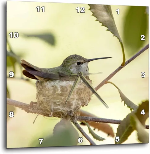 3dRose Reloj de pared silencioso - 10 pulgadas - Estados Unidos, Arizona, Tucson, Museo del Desierto de Sonora. colibrí en su nido. - Colibrí