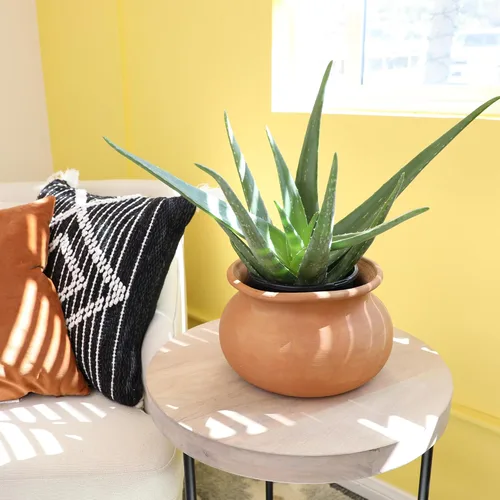 Miniatura 4 de Planta de aloe vera viva en maceta de cultivo de 1G, plantas de interior fáciles, (Aprox. 50.8 cm de altura), suculentas reales, plantas
