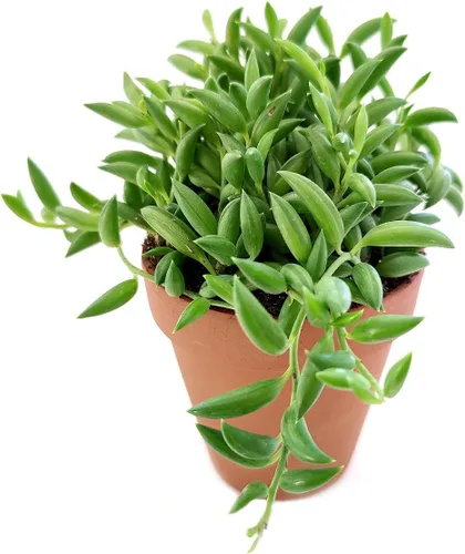 Miniatura 7 de Senecio - Cadena de plátanos suculenta a la venta (4 pulgadas + maceta moderna blanca) - Guía de cuidado