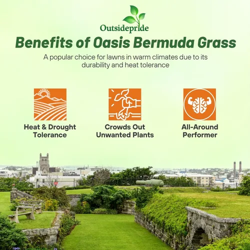 Miniatura 3 de Semillas de césped Outsidepride Oasis Bermuda - 4.5 kg Temporada cálida, alto tráfico, resistente al calor, tolerante a la sequía, bajo