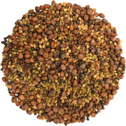 Miniatura 3 de Mezcla de ensalada orgánica de semillas germinantes, 1 libra, brócoli sin OMG, rábano, trébol, alfalfa. Rica tasa de germinación, no irradiada