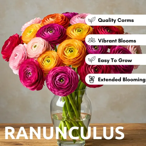 Miniatura 3 de Colección Fruit Punch Ranunculus - Bombillas de colores mixtos para plantar, colorido, fácil de cultivar (10 bombillas)