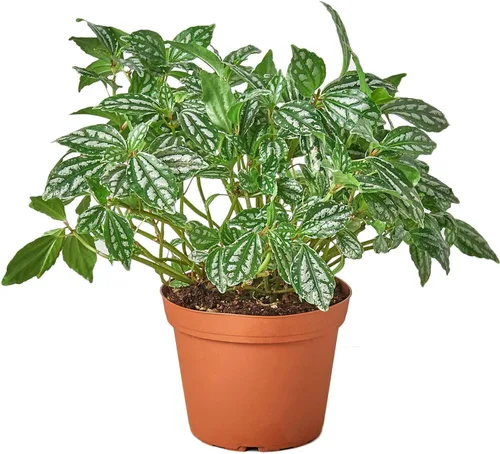Miniatura 29 de Árbol del dinero 'Castaño de Guinea' Pachira Braid Planta viva para interior Diferentes plantas de interior en maceta de 4'' y 6'' Planta