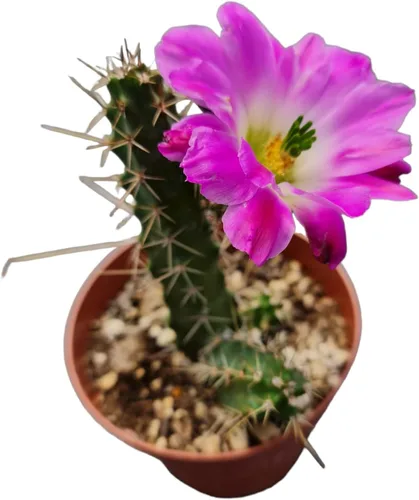 Plantas de cactus suculentas vivas de USKC (maceta de 4 pulgadas) (Echinocereus Pentalophus Cactus)