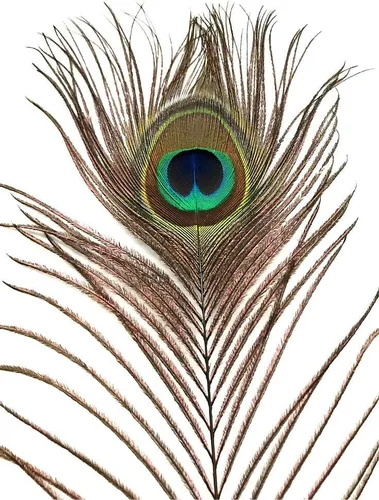 Miniatura 2 de American Feathers Plumas de cola de pavo real con ojos de 35 a 40 pulgadas por 50