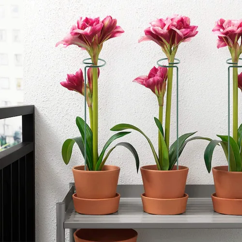Miniatura 7 de HiGift Paquete de 10 estacas y soportes para plantas de 24 pulgadas, estacas de metal para plantas en macetas de interior, estacas de jardín