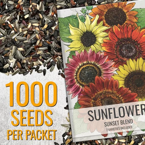 Miniatura 2 de Seed Needs Mezcla de semillas de girasol para plantar Sunset Blend 7 variedades Más de 1000 semillas Helianthus Annuus Heirloom Semillas de flores
