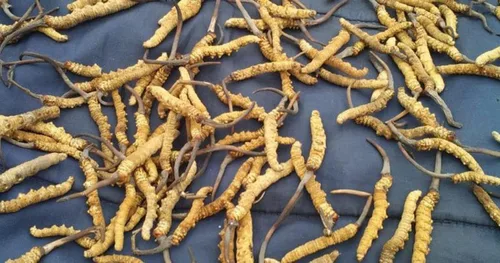 Miniatura 3 de Cordyceps salvajes, hongo Cordyceps Sinensis entero del Himalyan, genuino y muy raro, alto grado, aumenta la energía, reduce el estrés para hombres