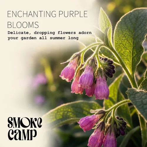 Miniatura 2 de Smoke Camp Crafts Planta de consuelda, Symphytum officinale, hermosas plantas de punto, decoración de jardín, maceta de 2.5 pulgadas