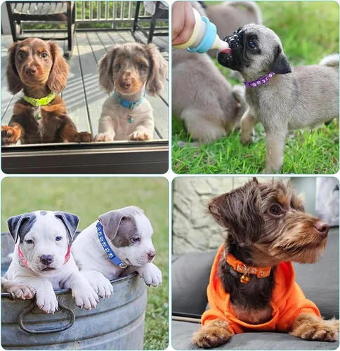 Miniatura 5 de Collares para cachorros, 19 unidades de collares de identificación para cachorros con campana ajustable de 7.5-12.6 in, collares de identificación