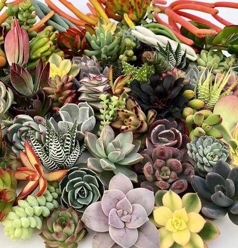 Miniatura 6 de 10 esquejes surtidos de suculentas vivas, no hay 2 suculentas iguales, ideal para terrarios, mini jardines y como plantas de inicio por The