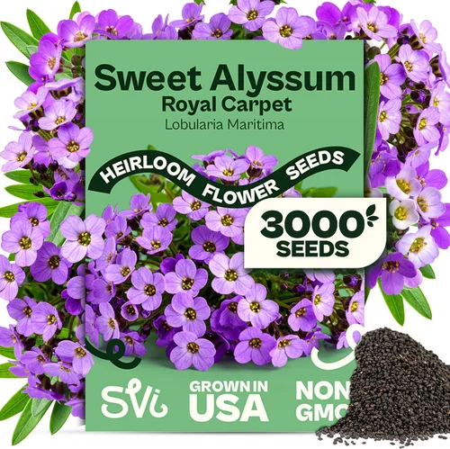 SVI 3000 semillas Royal Carpet Sweet Alyssum (Lobularia maritima) – Paquetes de semillas de flores de Alyssum Sweet Alyssum a granel, cobertura