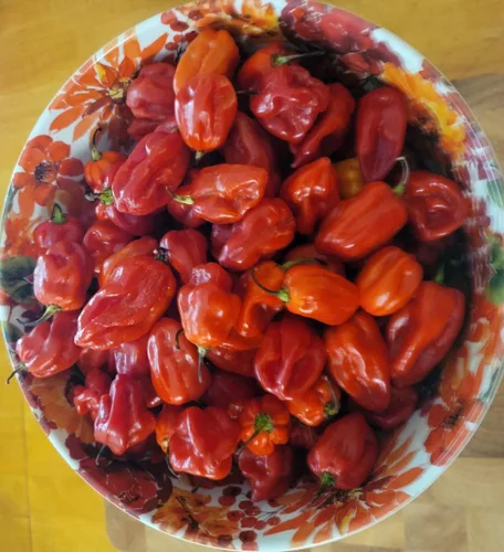 Zozoma Farms - Chili Peppers Habanero Rojo Fresco 3 lb picantes y picantes con vitamina C y potasio envasados en papel de carnicero