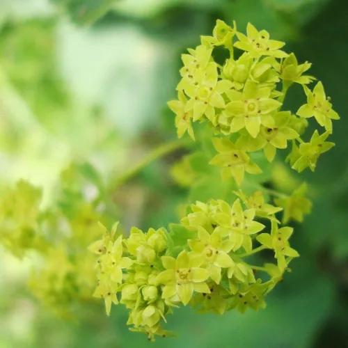 Miniatura 2 de Manto de Señora (Alchemilla vulgaris) - Paquete de 50 Semillas