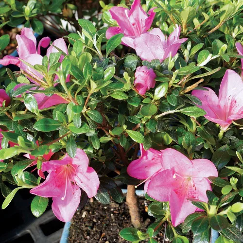 Miniatura 5 de Brussel's Bonsai Live Satsuki Azalea Bonsai, árbol de flores vivas, para exteriores, pequeño, 5 años de edad, 5 a 8 pulgadas de alto, paquete de 2