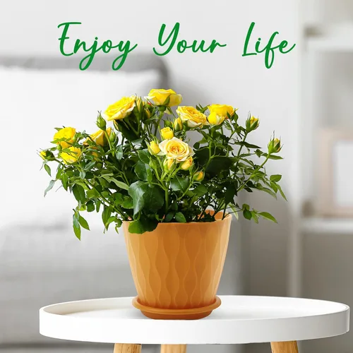 Miniatura 8 de YNNICO Macetas de riego automático para interiores con agujeros de drenaje y platillos, 8, 7, 6.5, 6, 5.5, 5 pulgadas