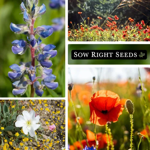 Miniatura 4 de Sow Right Seeds - Mezcla de semillas de flores silvestres para plantar en el oeste - Paquete de reliquia sin OMG con instrucciones para cultivar un