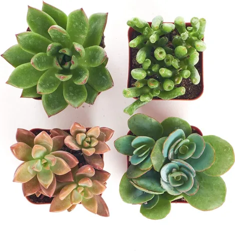 Miniatura 3 de Shop Suculents Colección surtida Surtido variado de plantas reales suculentas de interior, totalmente plantadas, paquete de 4 unidades.