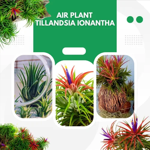 Miniatura 7 de Air Plants Live, 10 plantas de aire de Tillandsia rojas, plantas de interior vivas para cultivar en interiores y exteriores, de 2 a 3 pulgadas